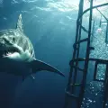 Thrill Meets Serenity: Shark Cage Diving Adventures in the Maldives