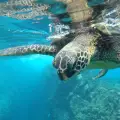 Maldives Wildlife & Fauna: A Guide to Unique Animals in the Maldives