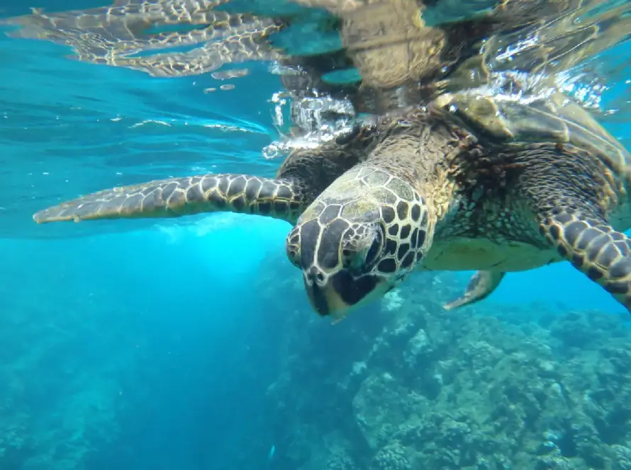Turtle swimming in the ocean