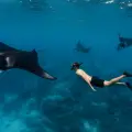 Swim with Manta Rays at Hanifaru Bay: A Once‑in‑a‑Lifetime Maldives Experience