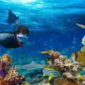 Snorkeling in Maldives: Your Guide to Exploring a Vibrant Underwater Paradise