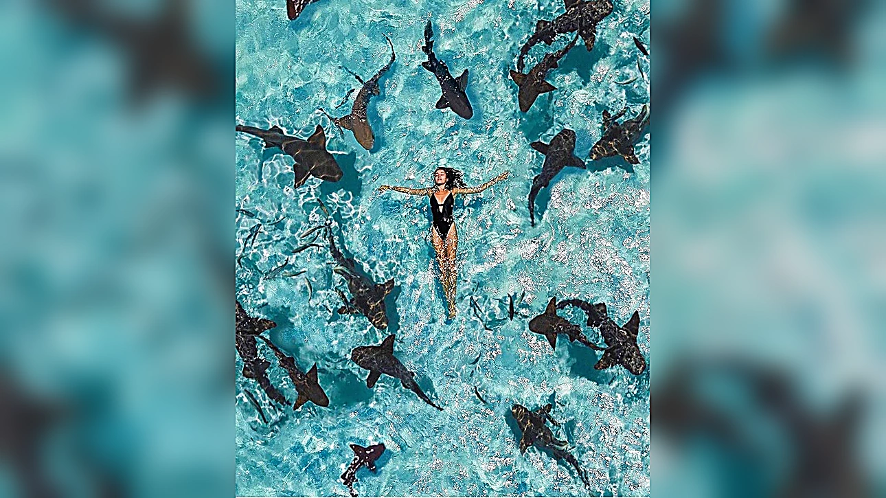 Tourist enjoying a shark snorkeling adventure in clear tropical waters with reef sharks swimming nearby.