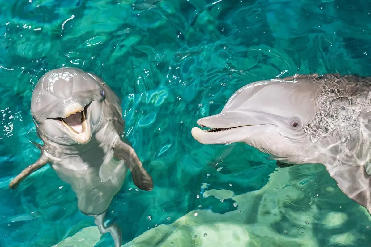 Two dolphins swimming in clear turquoise water in the Maldives