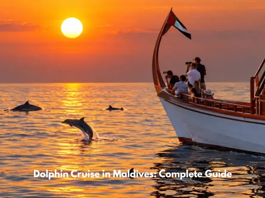 Dolphin cruise in Maldives at sunset with dolphins swimming beside a traditional wooden boat