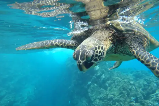 Turtle swimming in the ocean