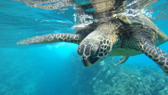Turtle swimming in the ocean